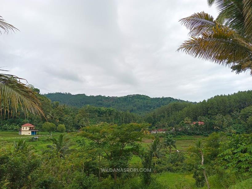 Pemandangan Sawah Tirta Husada Ngebel Ponorogo