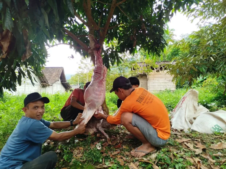 Penyembelihan Daging Qurban 2